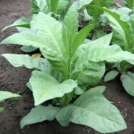 Virginia 355, Tobacco Seed